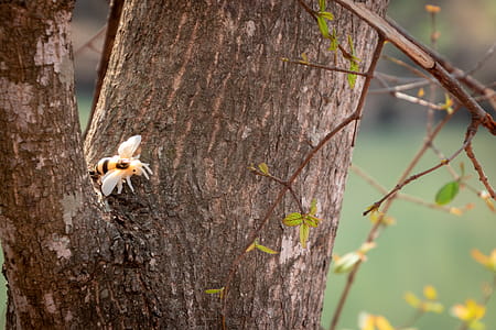 Orange and White Spider on Top of Wood thumbnail