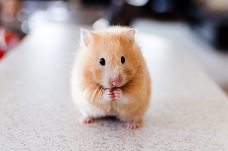 Hamster Standing Up thumbnail