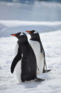 two penguins on ice thumbnail