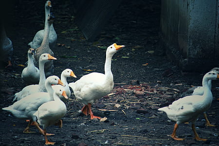nature, bird, dirty, farm thumbnail