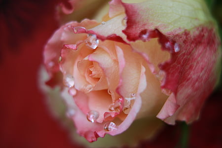 closeup photography of rise flower with water dew thumbnail
