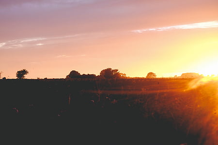 silhouette photo of trees during sunset thumbnail