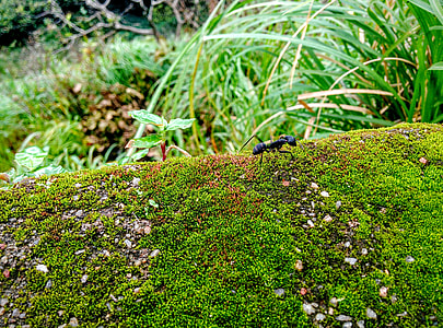 green grass thumbnail