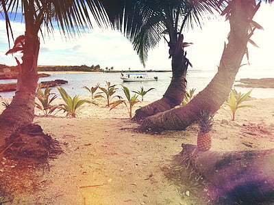 pineapple on coconut tree trunk beside sea thumbnail