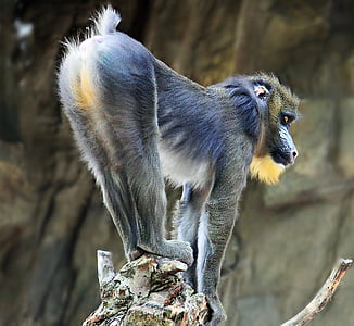 gray and blue primate on tree trunk thumbnail