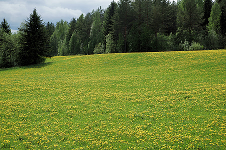 yellow flower field thumbnail