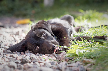 black Labrador retriever puppy on grass thumbnail