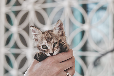 person holding gray kitten thumbnail