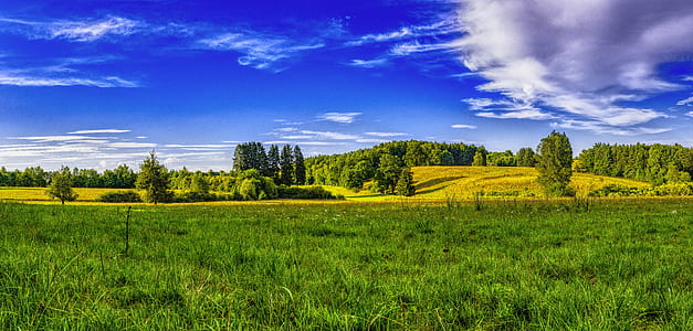green field of grass and trees during daytime thumbnail