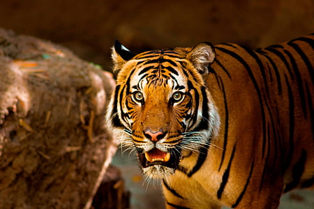 tiger near brown rock thumbnail
