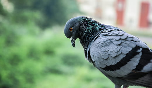 black and gray bird thumbnail