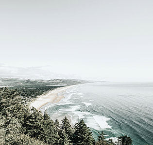 Shoreline landscape with beach and forest in Oregon thumbnail