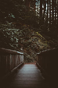 photography of brown bridge in the forest thumbnail