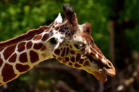 brown giraffe close-up photo thumbnail