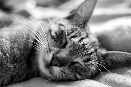 animal, pet, cute, dream thumbnail