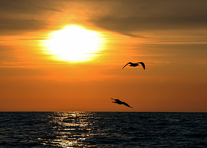 two birds flying above the sea thumbnail