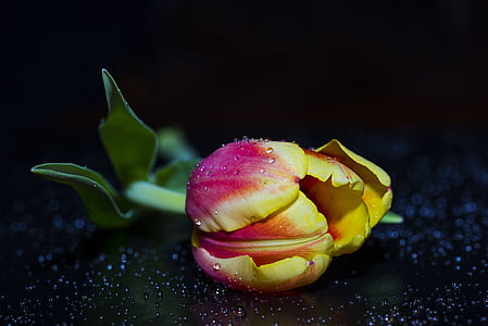 yellow-and-pink rose thumbnail