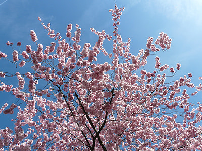 Sakura tree thumbnail