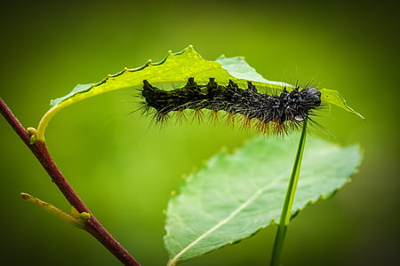 black moth caterpillar perched on green leaf plant thumbnail