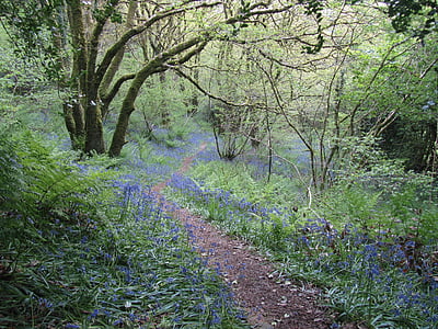 photography of blue flower field thumbnail