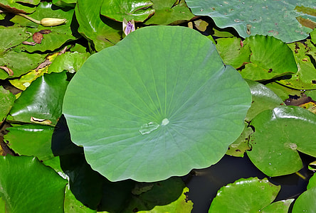 closeup photo of Water Lily leaf with poured water thumbnail