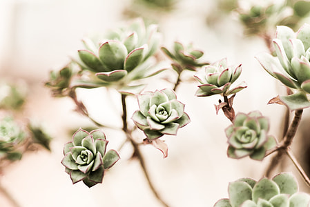 selective focus photograph of green leafed flower plant thumbnail