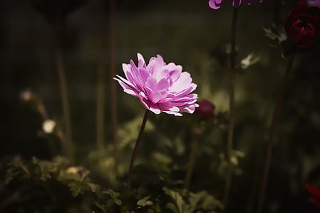 pink petaled flower macro photography thumbnail