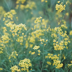 selective focus photo of yellow petaled flower thumbnail