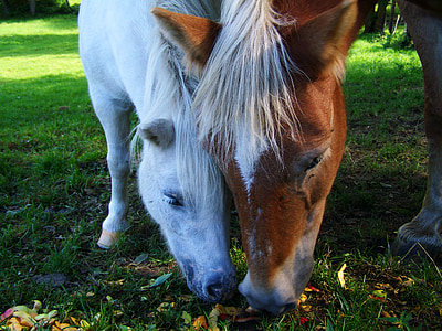 brown and white horses thumbnail