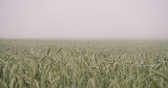 field of green grass thumbnail