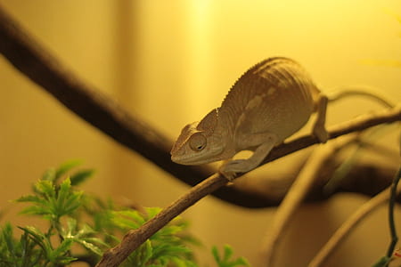 closeup photography chameleon thumbnail