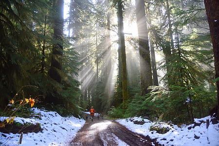 sun shining over trees with person running inside it thumbnail