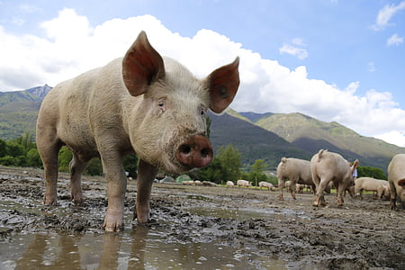 herd of pigs near hill during daytime thumbnail