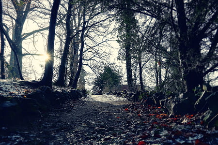dirt pathway between trees thumbnail