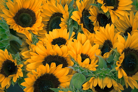 yellow sunflower thumbnail