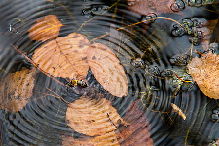 closeup photography of brown bee on body of water thumbnail