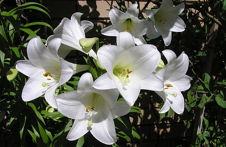 white petaled flower thumbnail