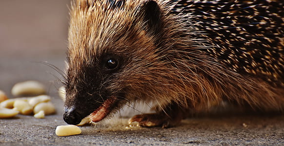 porcupine eating on the ground thumbnail