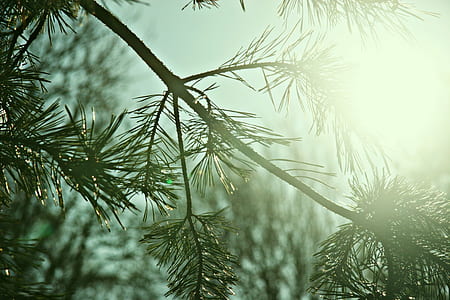 sun raise passing through trees thumbnail