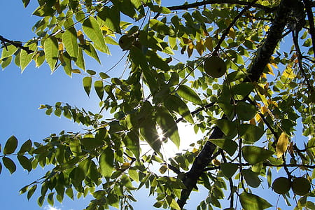 Low Angle Photography of Green Leafed Tree thumbnail