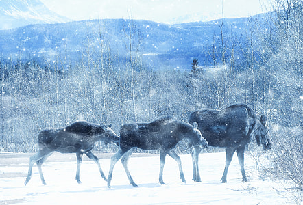 three moose walking in the middle of snow-covered forests thumbnail