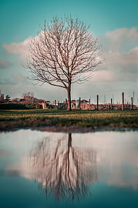 leafless tree near body of water thumbnail