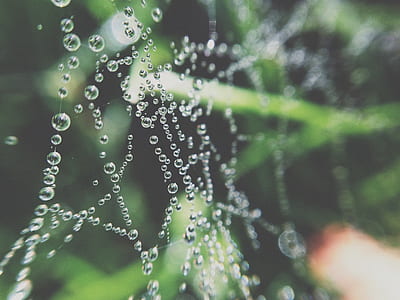 dew drops thumbnail