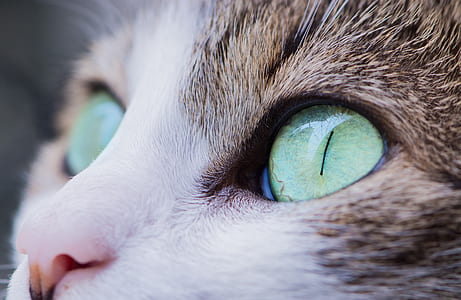 closeup photo of brown tabby cat fac e thumbnail