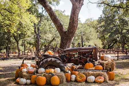 brown tractor beside tree surrounded with pumpkins thumbnail