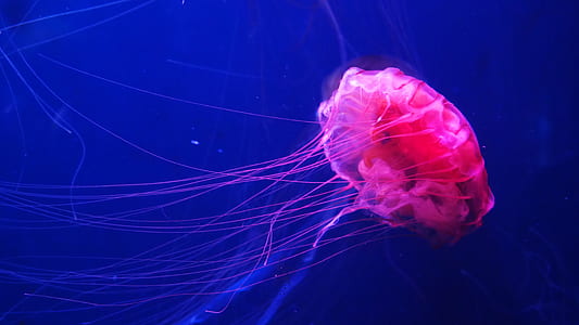 pink jelly fish thumbnail