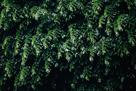Municipal greenery thumbnail