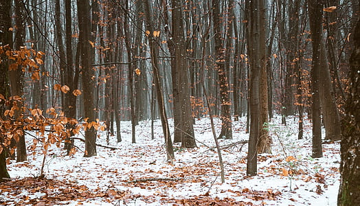 trees covered with snow thumbnail