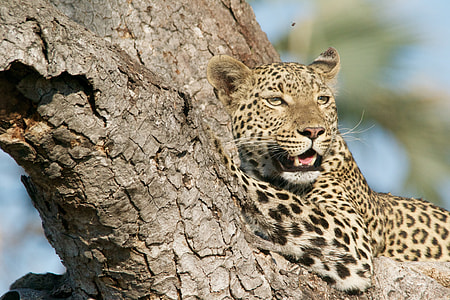 Cheetah leaning on tree trunk during daytime thumbnail