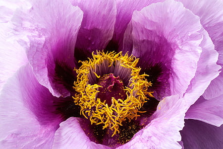 purple and yellow flower thumbnail